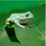 ' frogs ! '