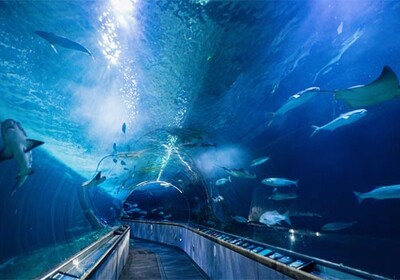 Aqua Seafood