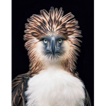 Accipitridae