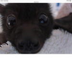 Bat bazzare