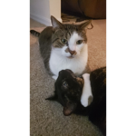 Rentella's KATT HOUSE