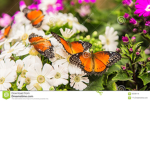 Rest with butterflys :)