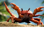 Crab Boys