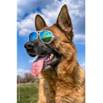 Cool dog's group