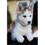 The Husky’s clan