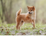 Shiba Fan Group (join if you want)