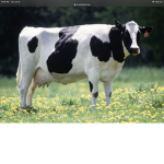 COwS uNiTTEDD
