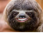 Sloth Entertainment.