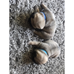 The baby pug squad