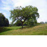 Tree Eating Supremacy