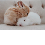 wicked bunnies