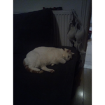 I love cats @=p