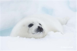 save the seals