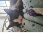 CAT LOVES AND ETC
