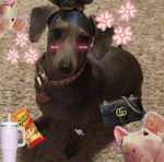 Dog club:>