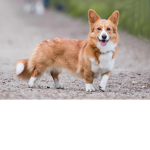 Corgi Club Studios