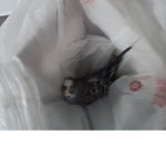 R.I.P my dead bird