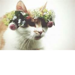 Join if you love kittens <3