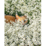 sweetkitten