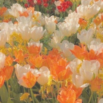 ~[Tangerines]~