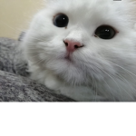 قروب نونييي!