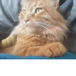 Gatitox