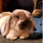 Bunny Bois