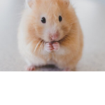 Little Hamsters Club
