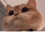 swag_rats