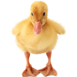 Ducks Uniting