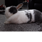 Cute little rabbits