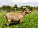 The Goat duchy!