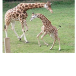 This is the animal group