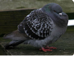 |~Pigeon Cult~|