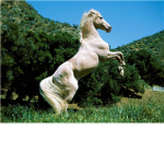 Gallop and Ride Stables