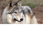 ThePhantomWolfPack