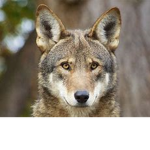 The Offical Wolf Girl Group