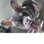 JEDDE monster