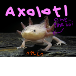axolotl gang the cool ones