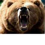Bear Killer