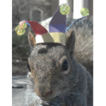 Jester and squirrel studios