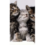 Kitty cutie army!