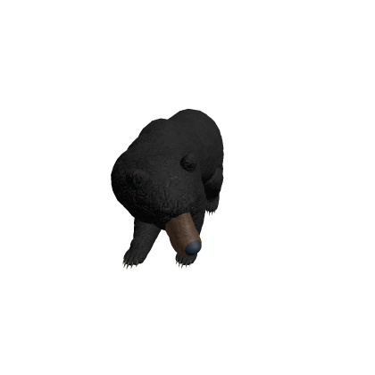 black bear