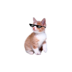 Taak likes cat