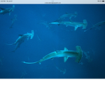 Hammerhead shark club
