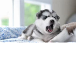 huskie club!!!