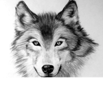 Wolf x Alpha