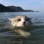Sandy Paws Applications