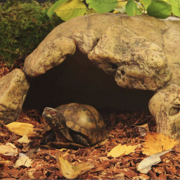 The Turtle Cave