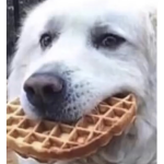 Dem WAFFLZ DOEEE